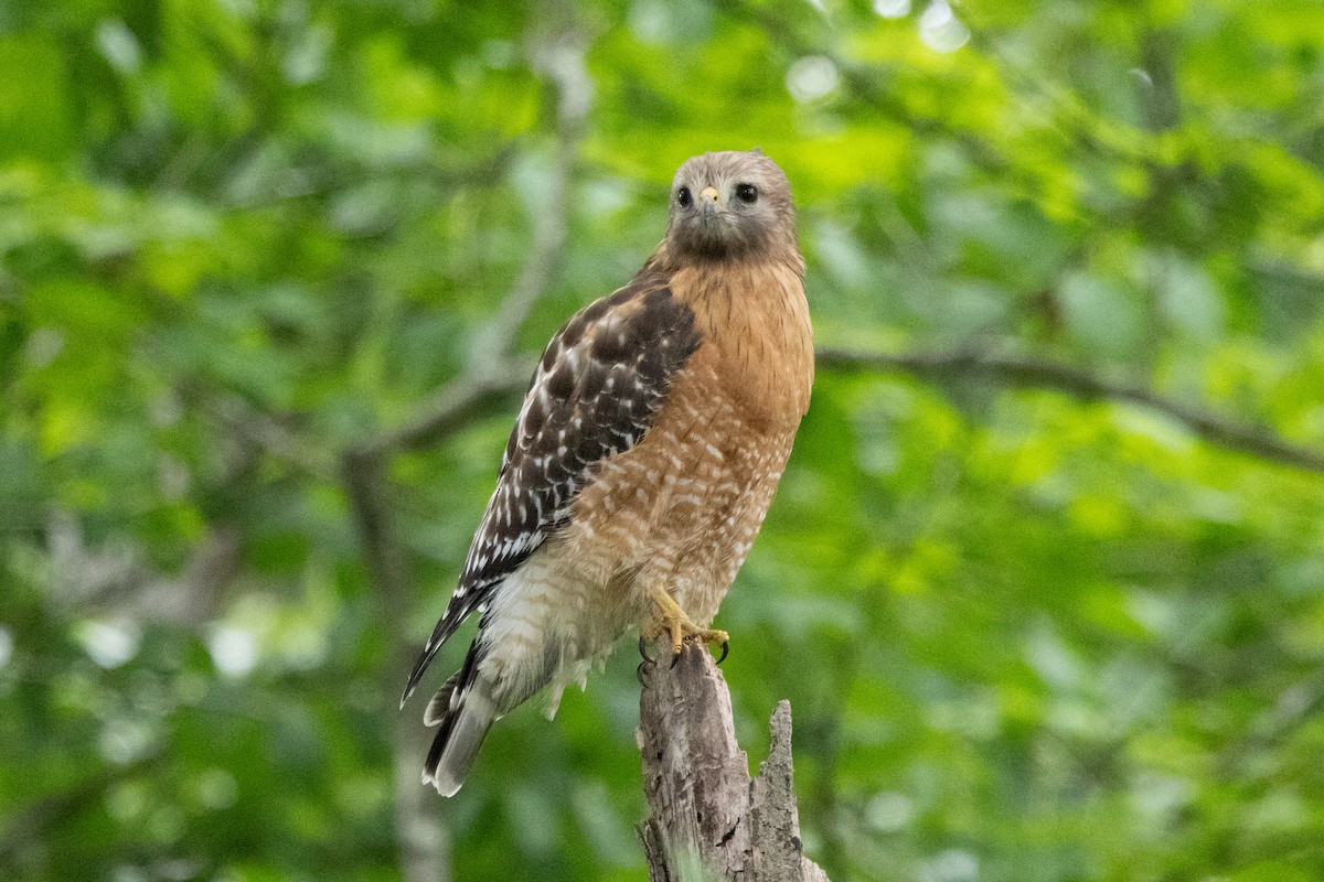 Red-shouldered Hawk - ML656138627