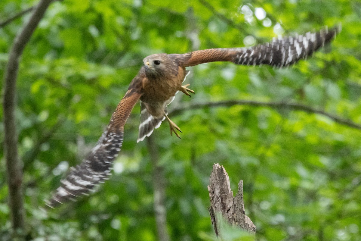 Red-shouldered Hawk - ML656138628