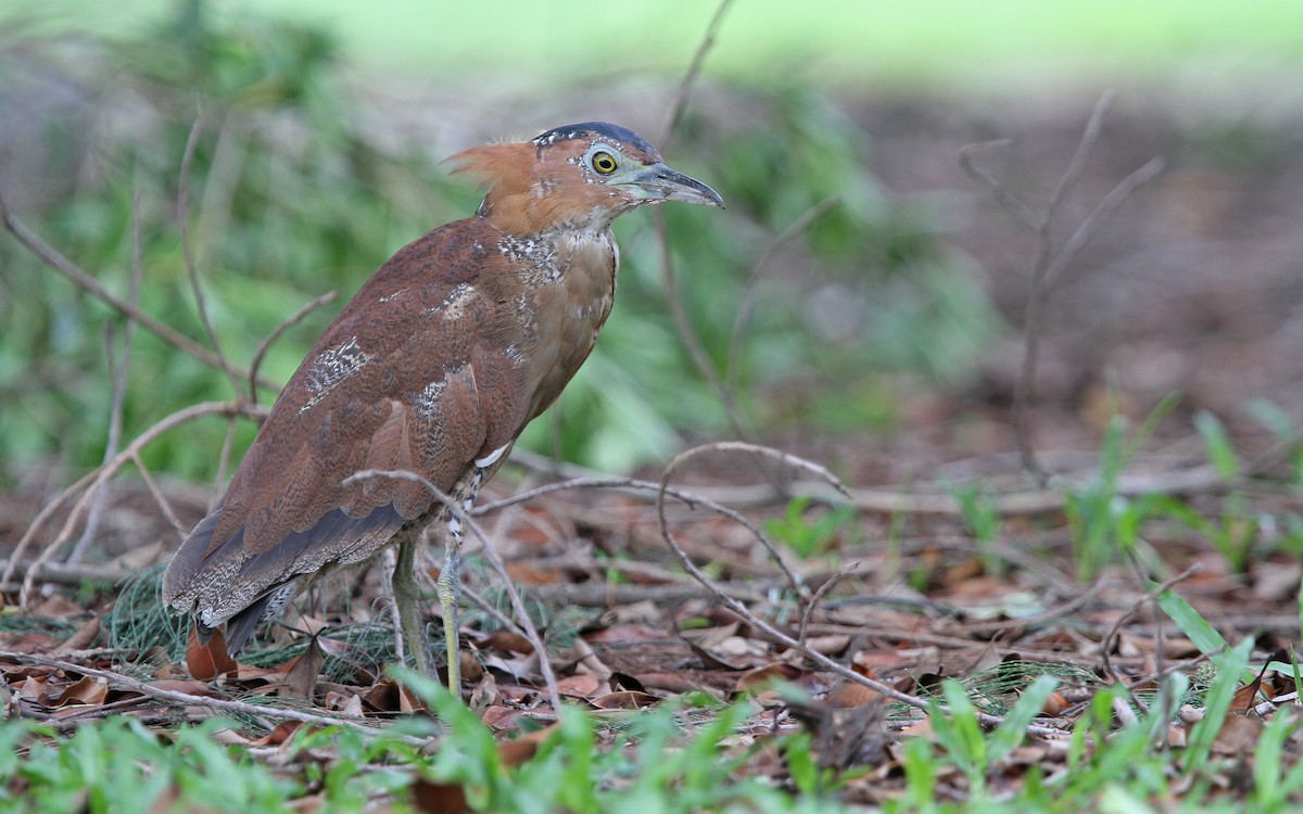 Malayan Night Heron - Christoph Moning