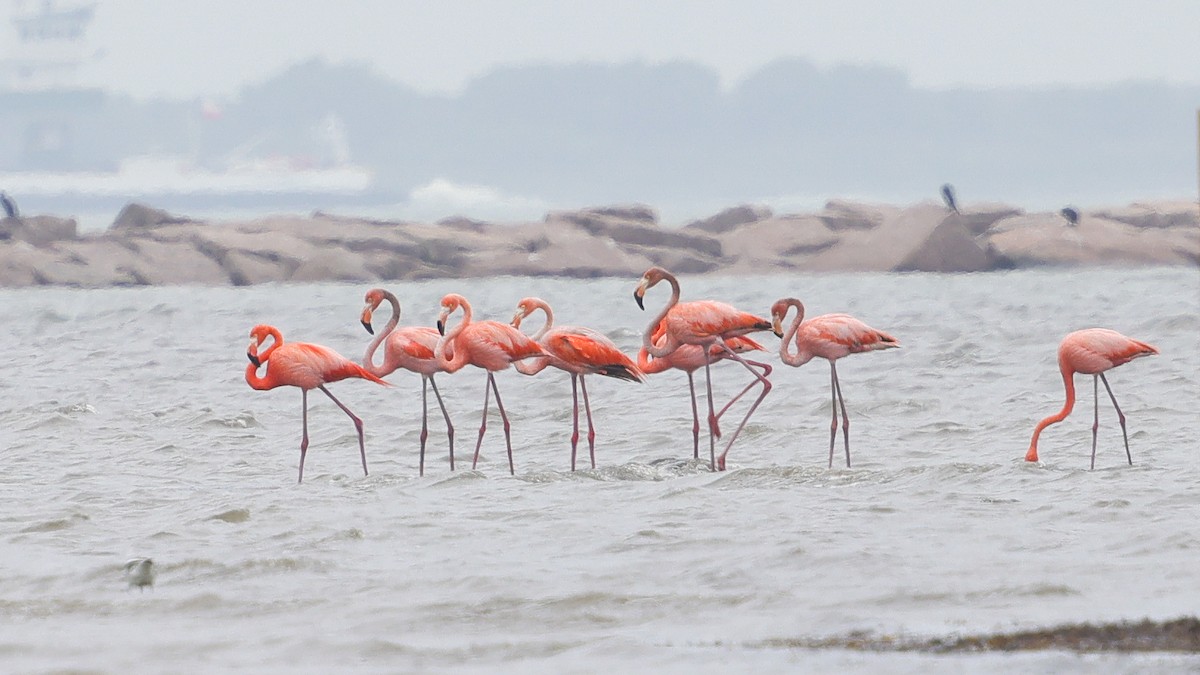 American Flamingo - ML656139239