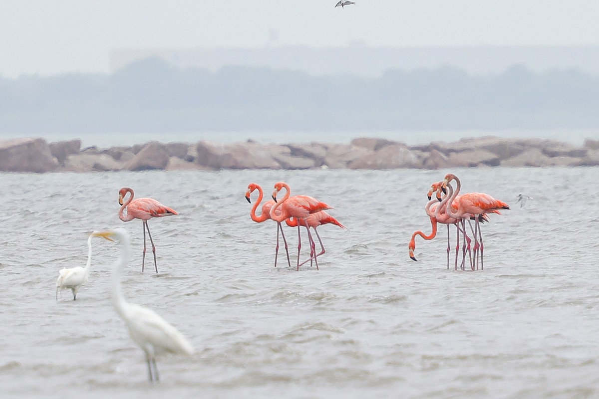American Flamingo - ML656139240