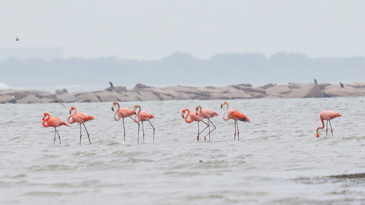 American Flamingo - ML656139241