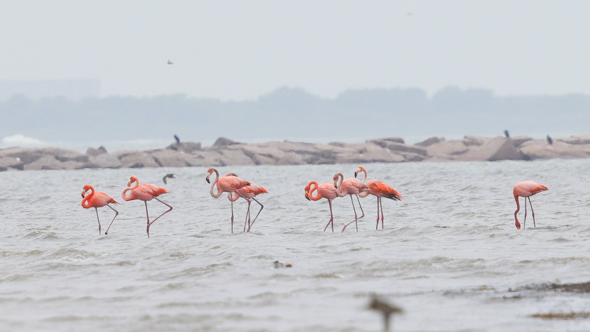 American Flamingo - ML656139242