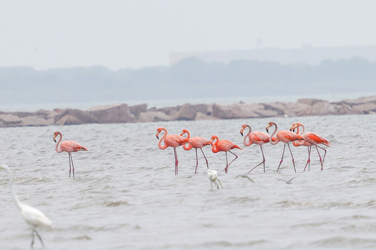 American Flamingo - ML656139243