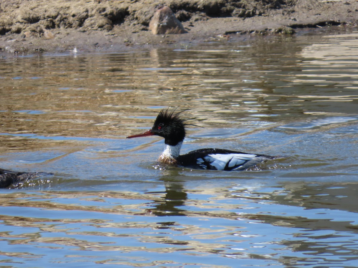 Red-breasted Merganser - ML656143744