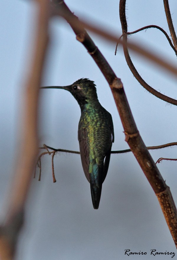 kolibřík cerradový - ML65614461
