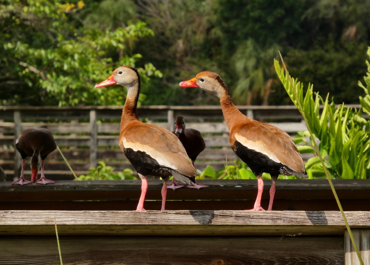 eBird Checklist - 29 Apr 2026 - Green Cay Wetlands & Nature Center - 34 ...