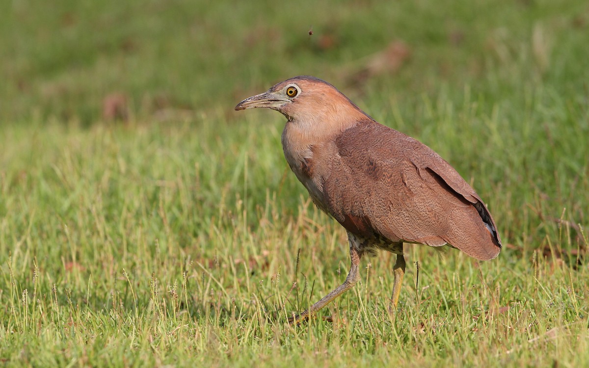 Malayan Night Heron - Christoph Moning