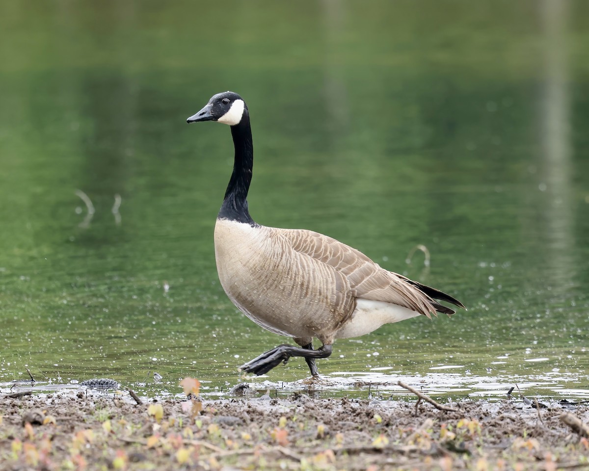 Canada Goose - ML656146201