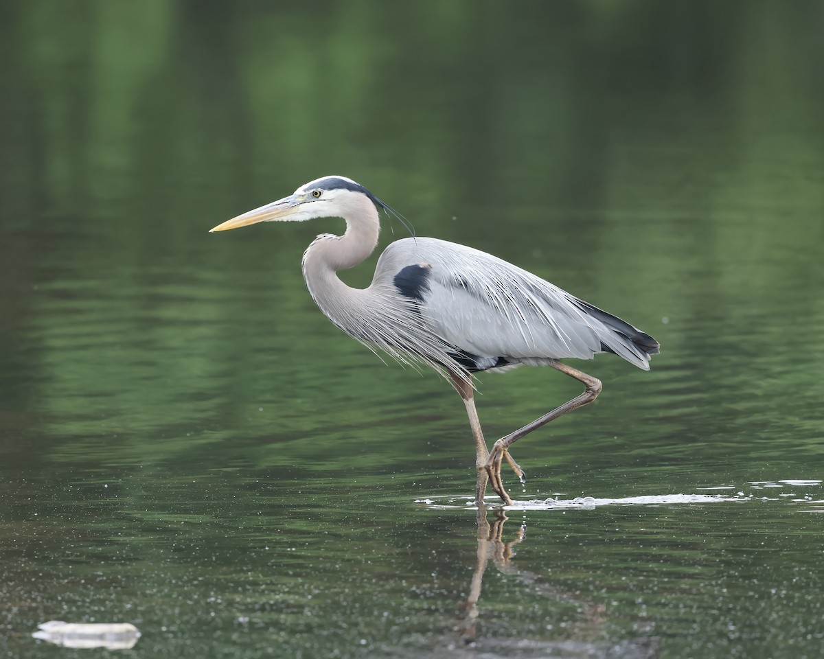 Great Blue Heron - ML656146214