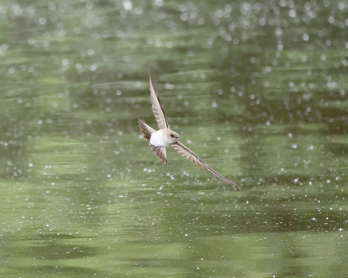 Northern Rough-winged Swallow - ML656146226