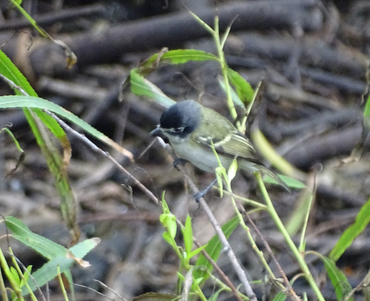 vireo sp. - ML656146513