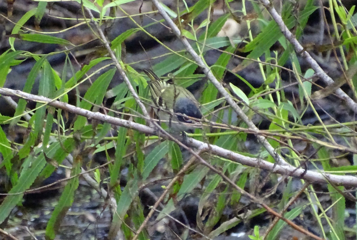 vireo sp. - ML656146530