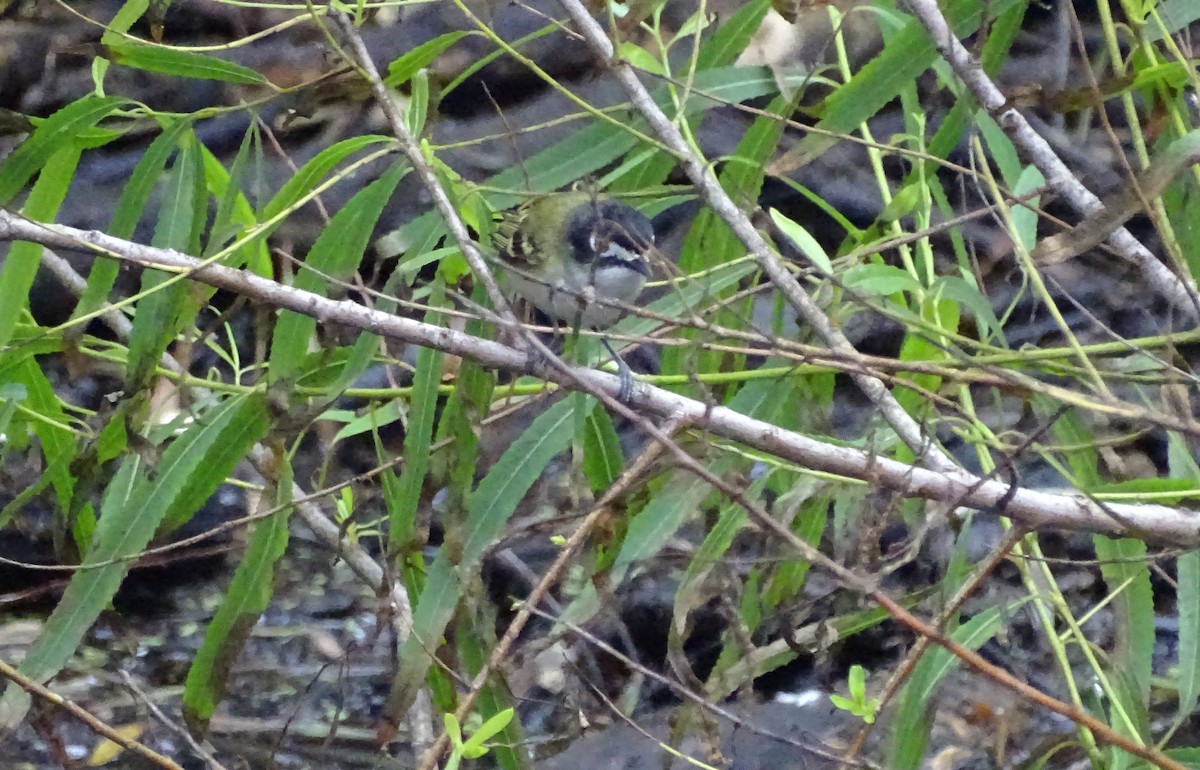 vireo sp. - ML656146552