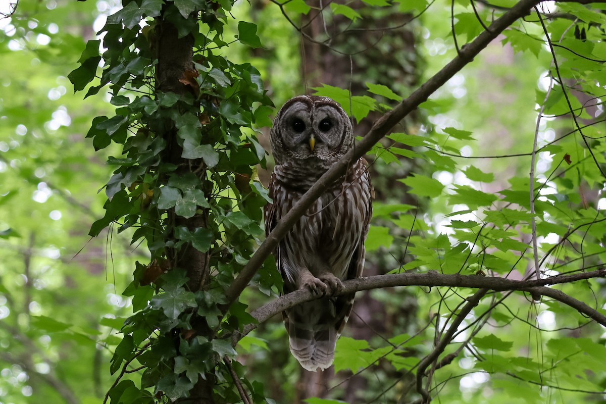 Barred Owl - ML656147008