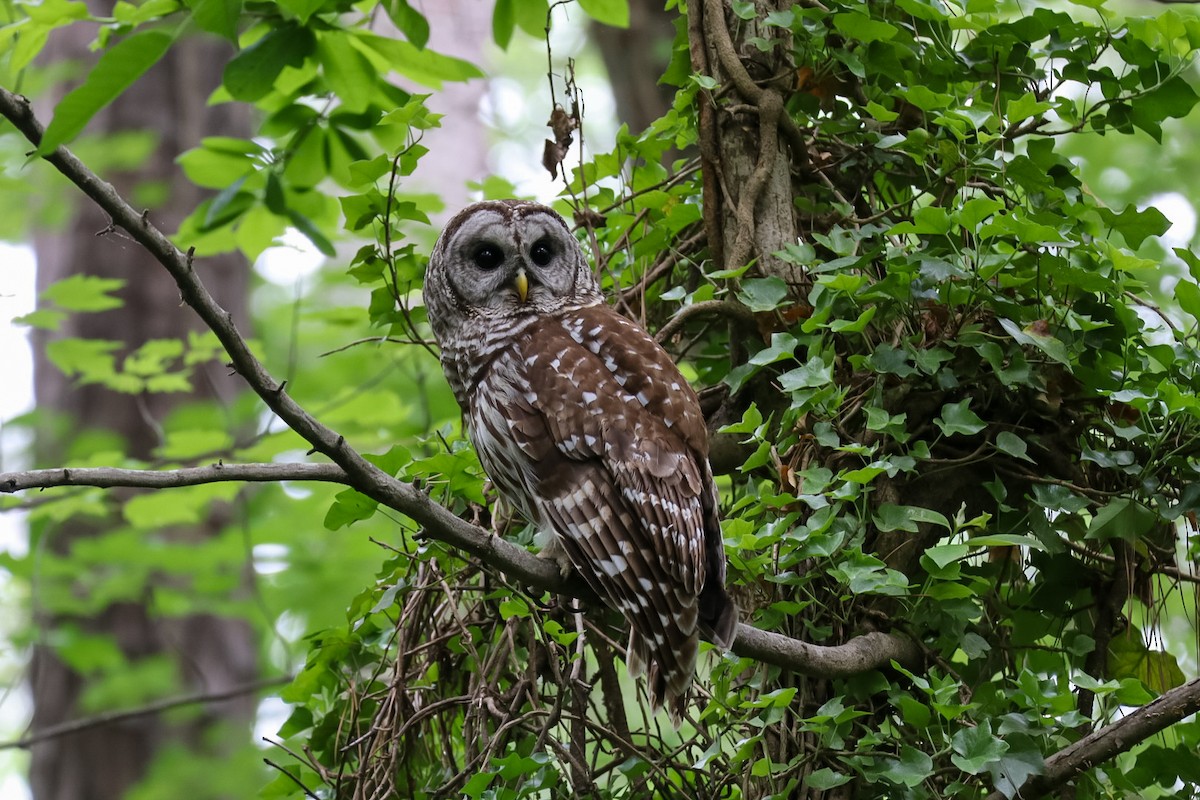 Barred Owl - ML656147013