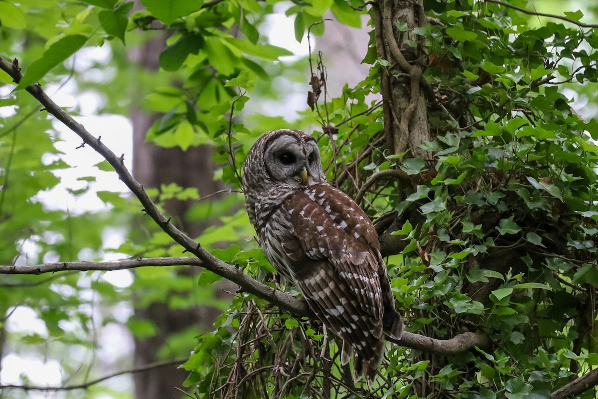 Barred Owl - ML656147014