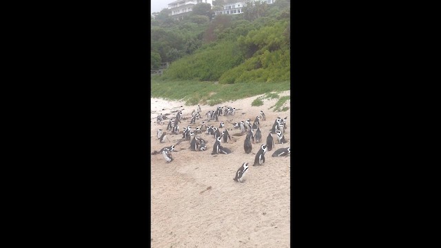 African Penguin - ML656147725