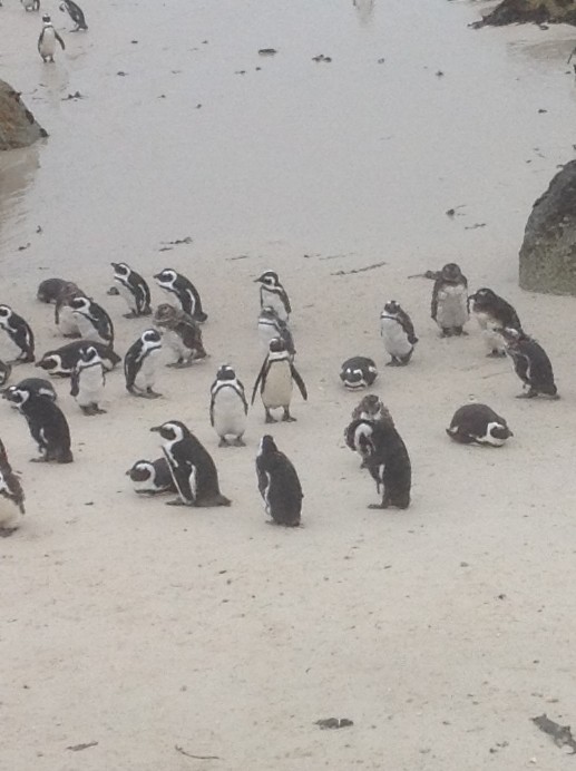 African Penguin - ML656147776