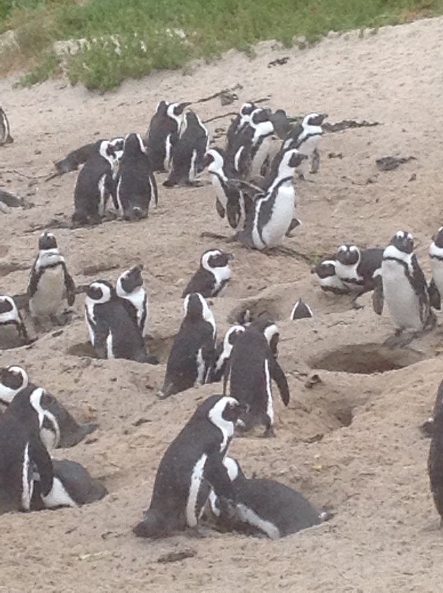 African Penguin - ML656147777