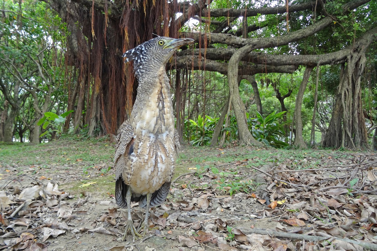 Malayan Night Heron - Christoph Moning