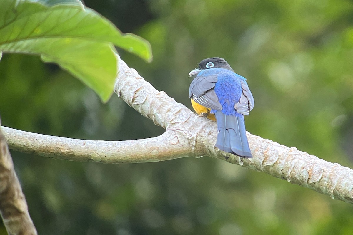 Kara Başlı Trogon - ML656149579