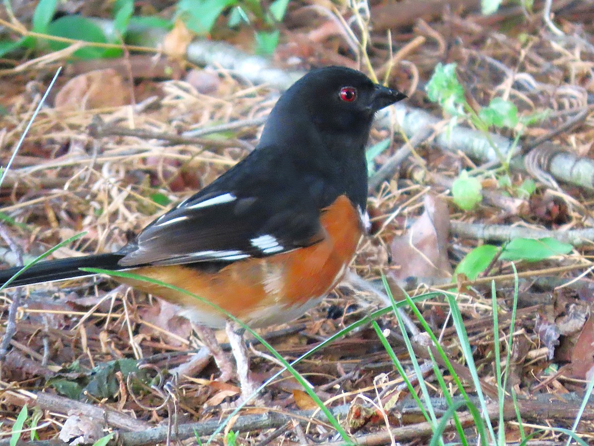 Eastern Towhee - ML656151910