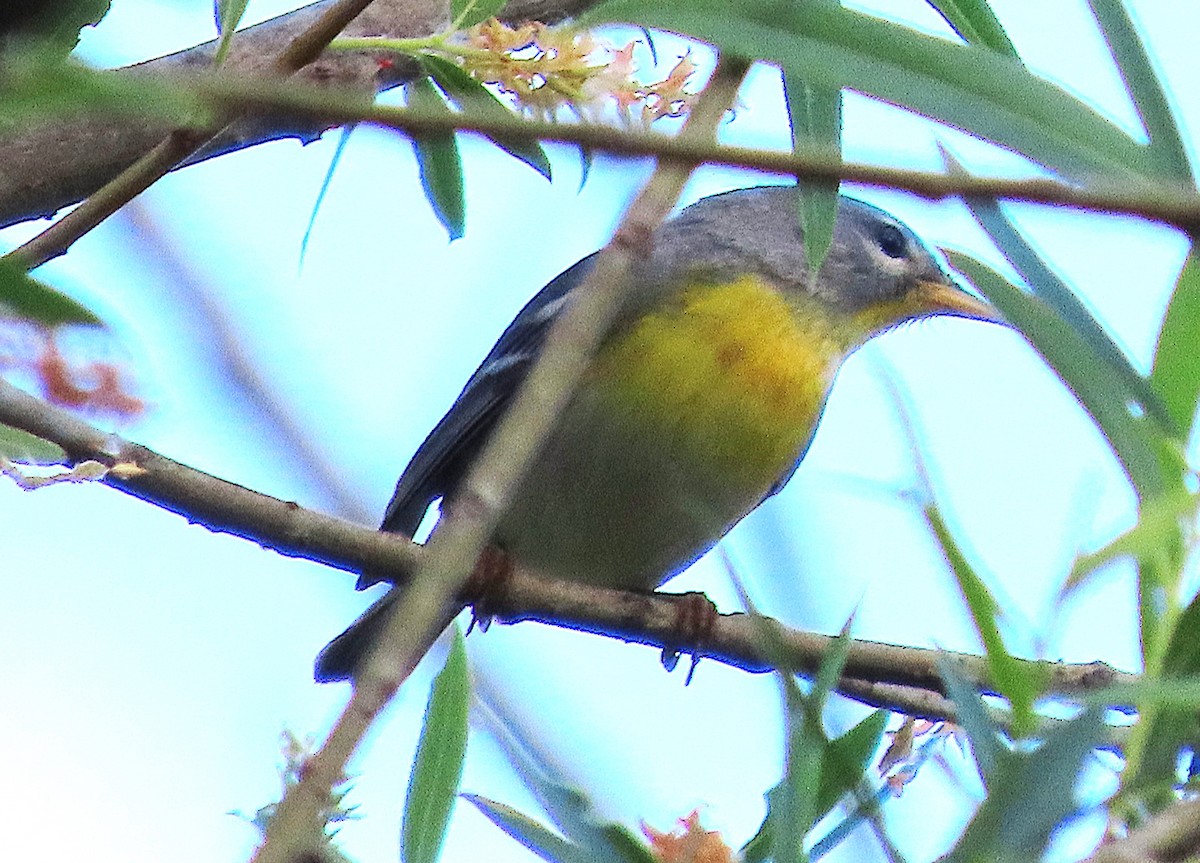 Northern Parula - ML656151945