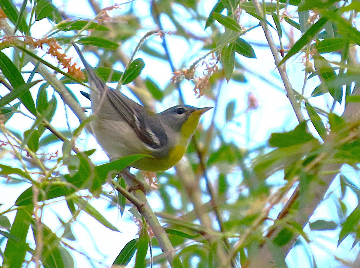 Northern Parula - ML656151946