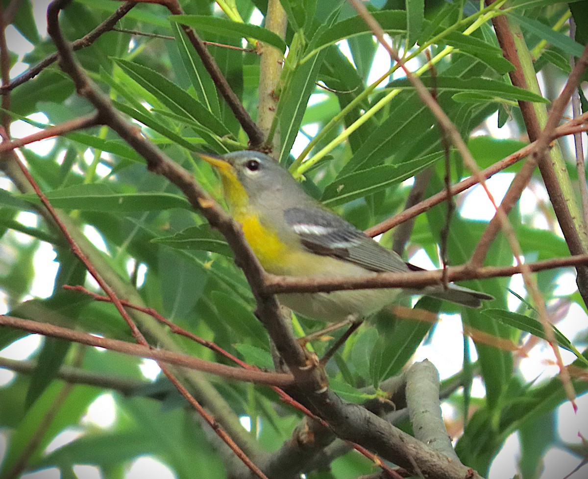Northern Parula - ML656151947