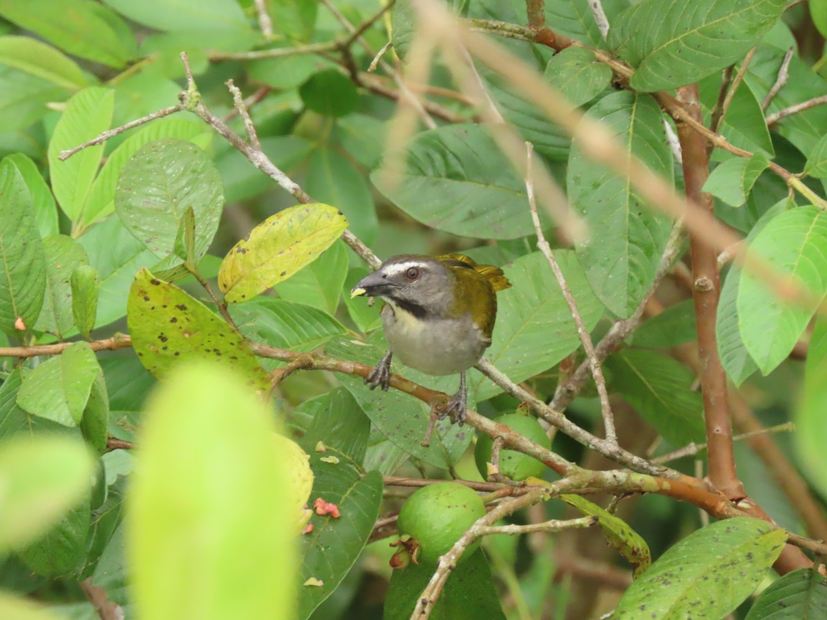 Buff-throated Saltator - ML656155137