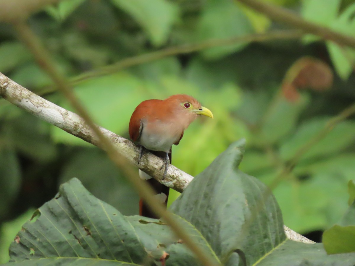 Common Squirrel-Cuckoo - ML656155146