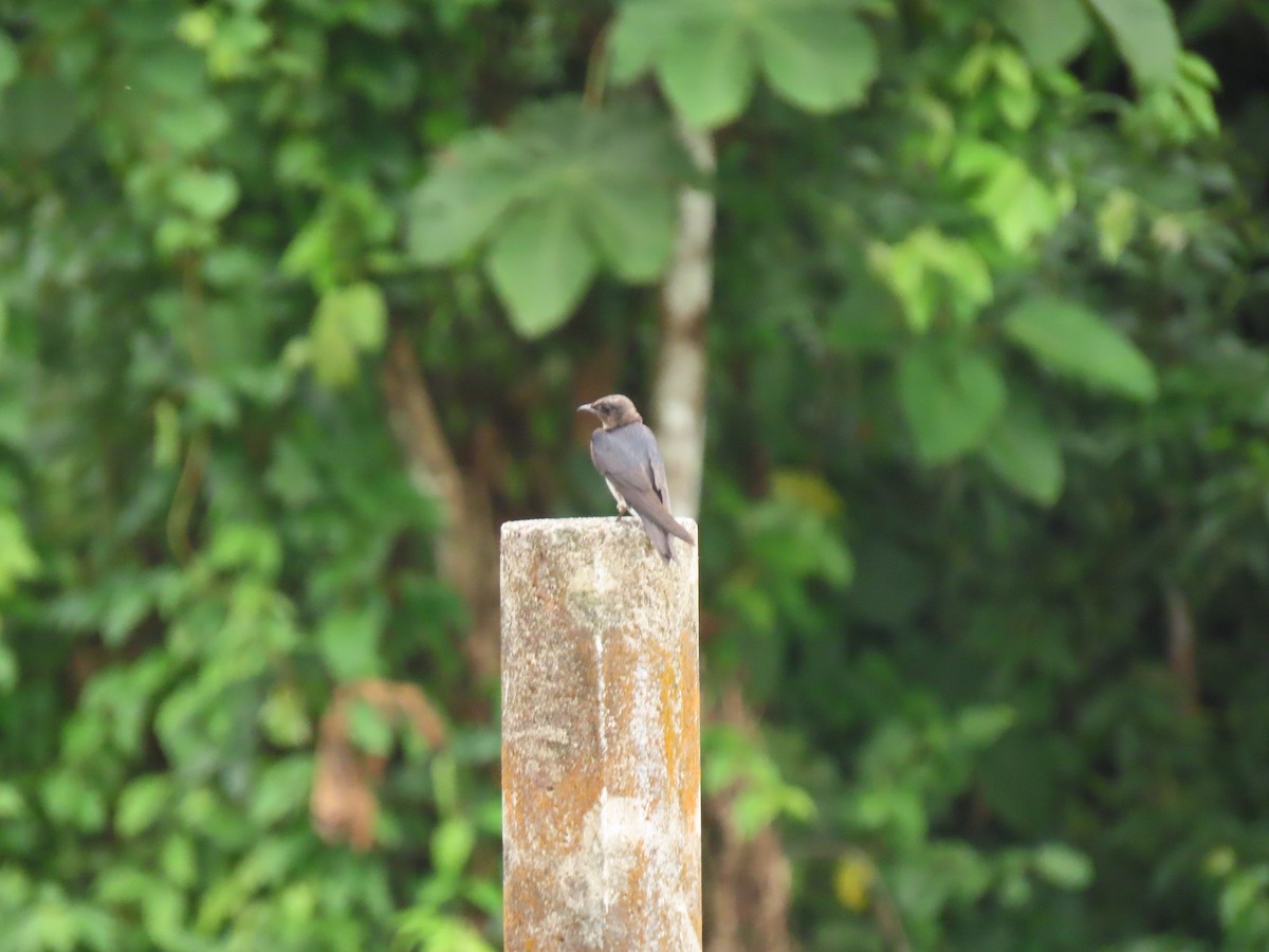 Gray-breasted Martin - ML656155213