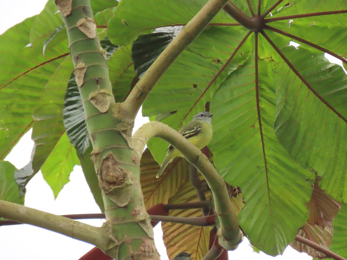 Yellow-crowned Tyrannulet - ML656155231