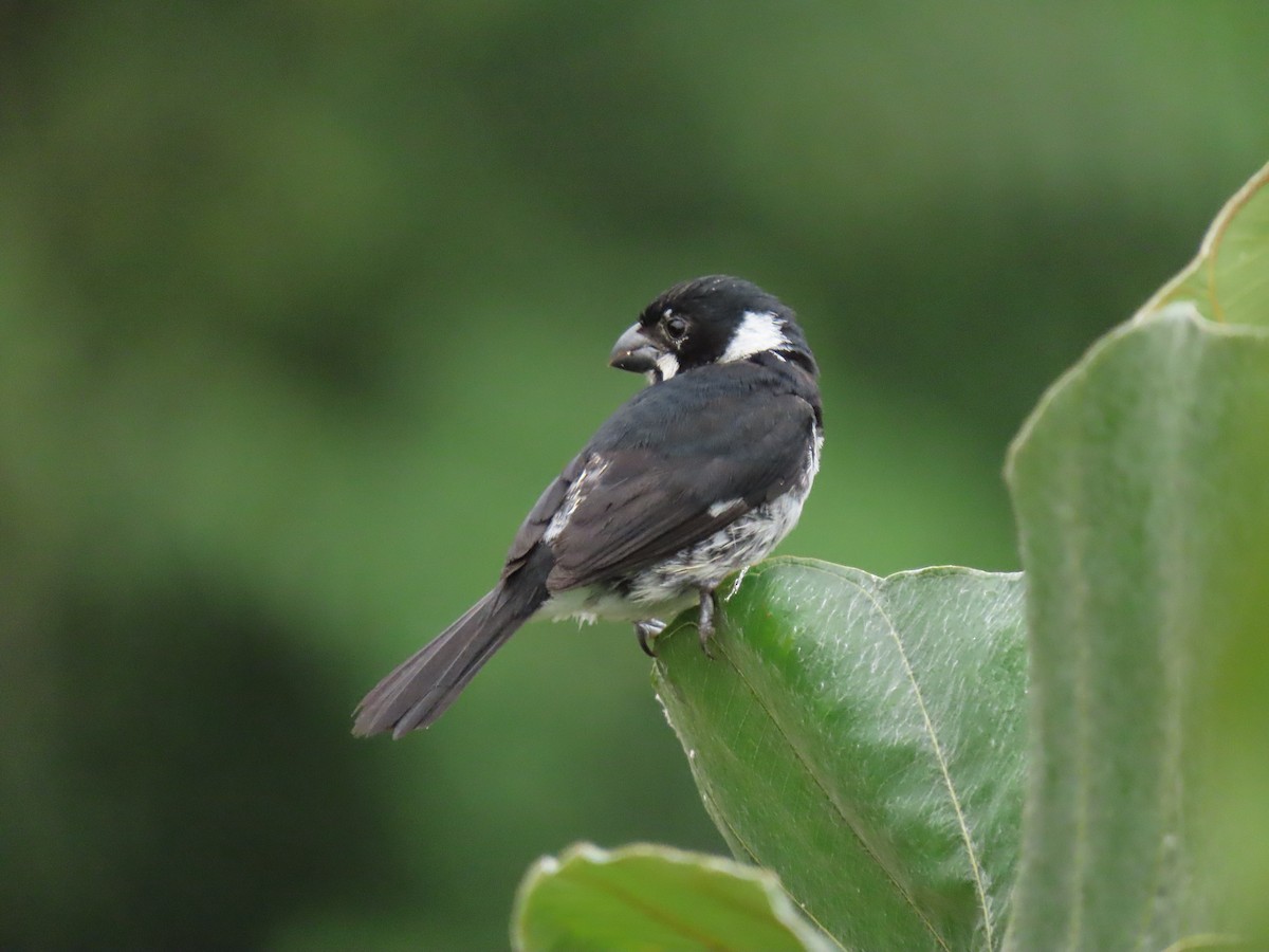 Variable Seedeater (Variable) - ML656155280
