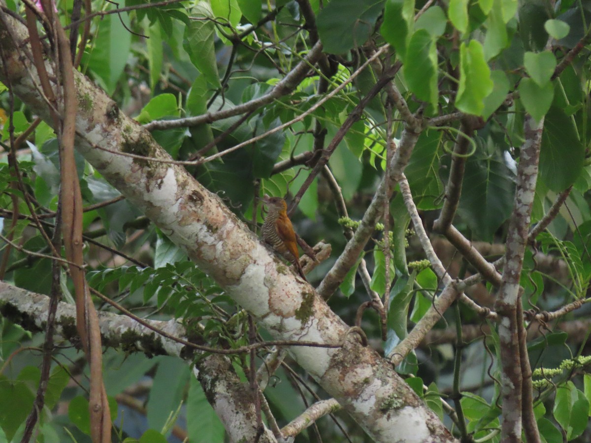Red-rumped Woodpecker - ML656155287