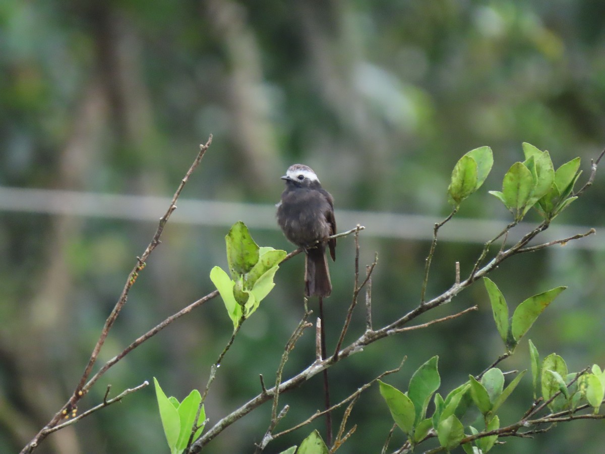 Long-tailed Tyrant - ML656155316