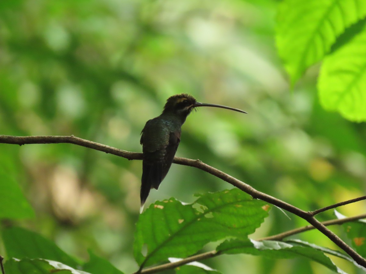 White-whiskered Hermit - ML656155339