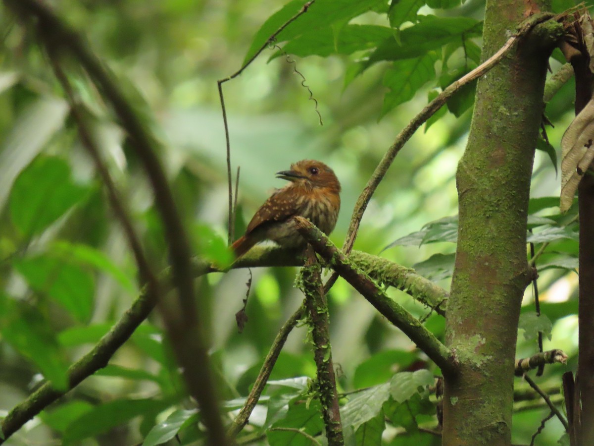 White-whiskered Puffbird - ML656155400