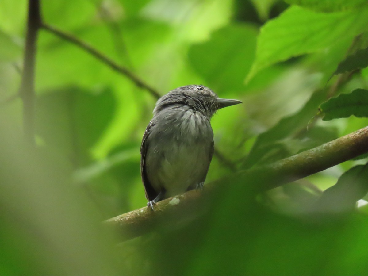 Spot-crowned Antvireo - ML656155429