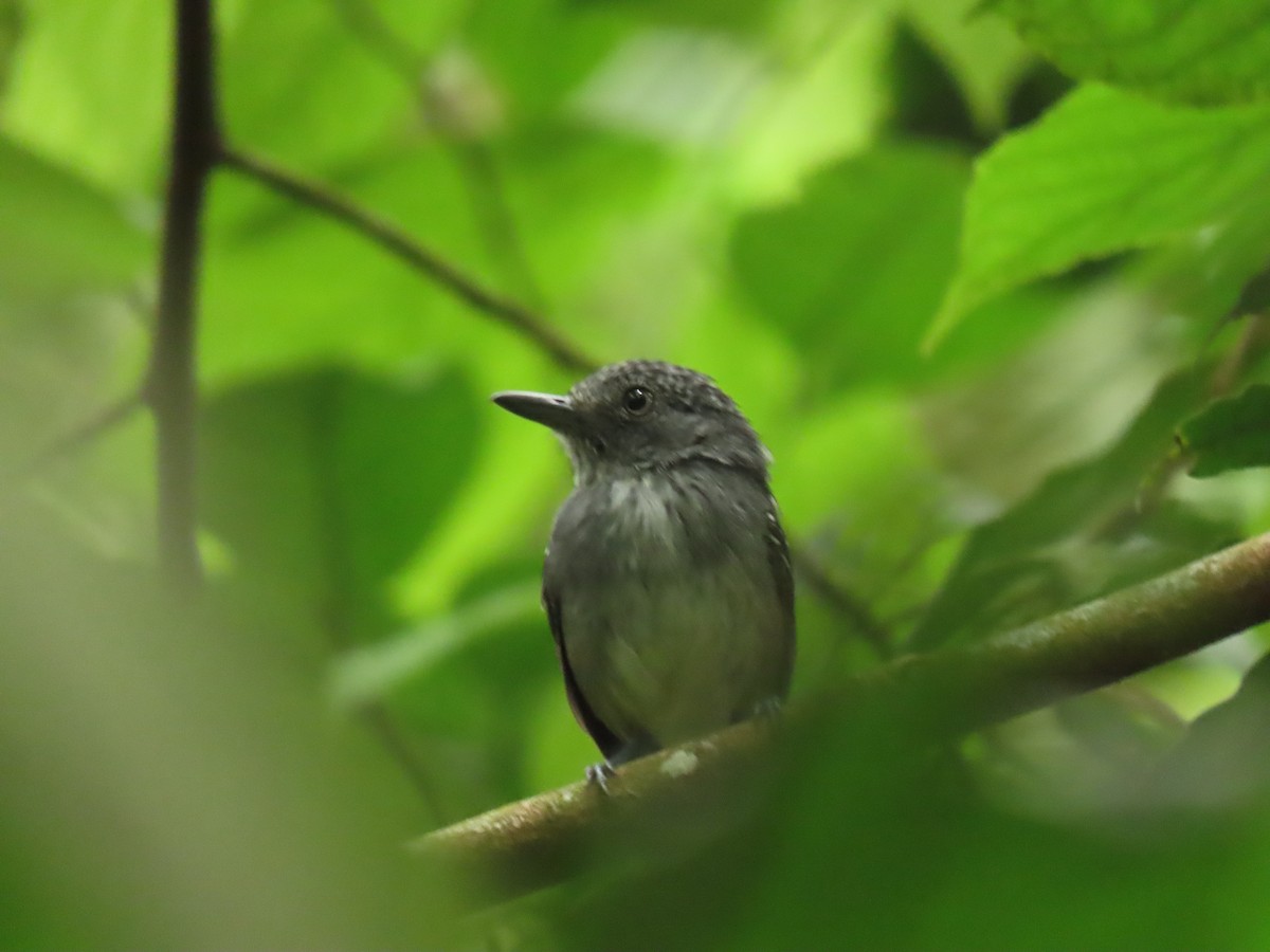 Spot-crowned Antvireo - ML656155430