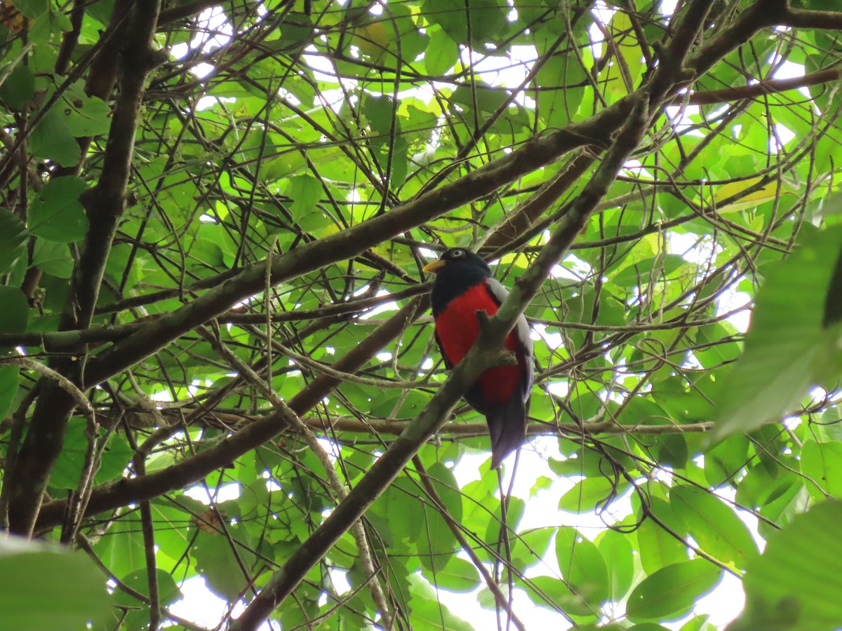 Blue-tailed Trogon - ML656155465