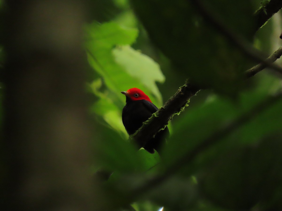 Red-capped Manakin - ML656155495