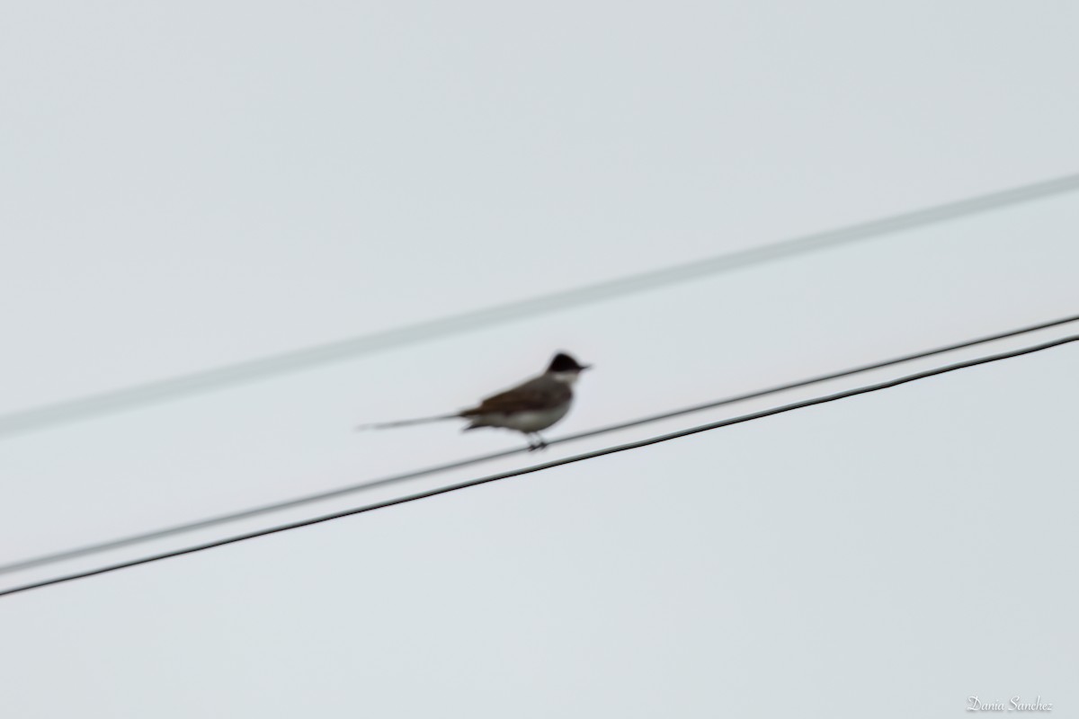 Fork-tailed Flycatcher - ML656156174