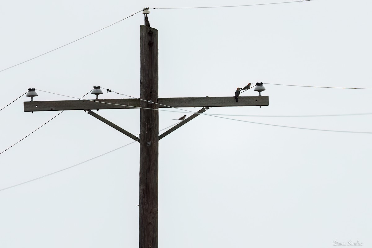 Fork-tailed Flycatcher - ML656156175