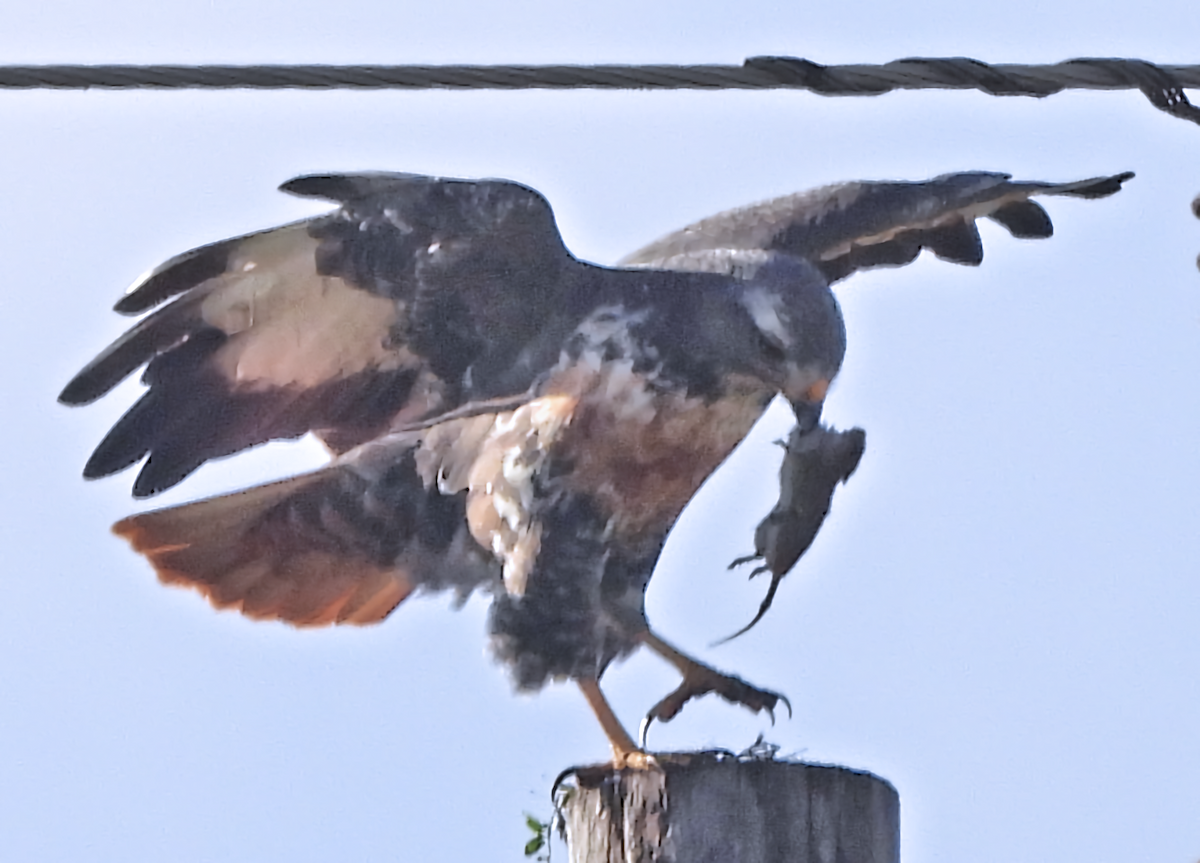 Jackal Buzzard - ML656156823