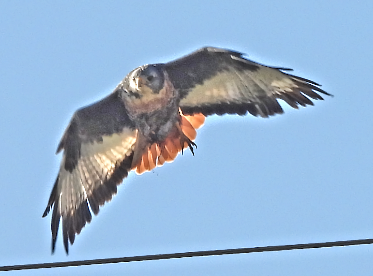 Jackal Buzzard - ML656156824