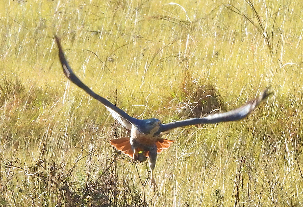 Jackal Buzzard - ML656156825