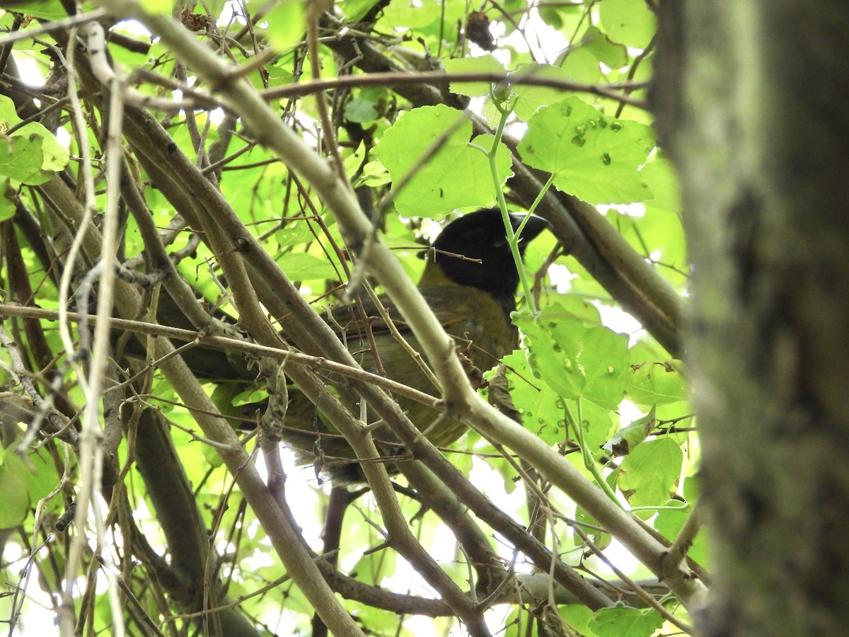 Crimson-collared Grosbeak - ML656157321
