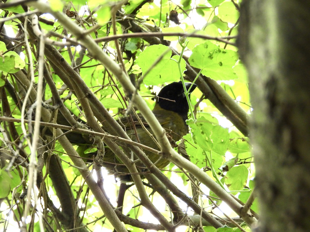Crimson-collared Grosbeak - ML656157322